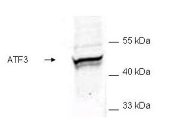 a00904 atf3 primary antibodies wb testing 2_1