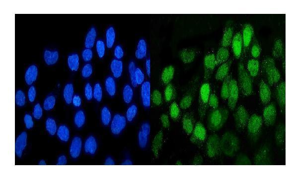 a00905 ddr1 primary antibodies if testing 9