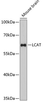 a00906 lcat primary antiboties wb testing 1
