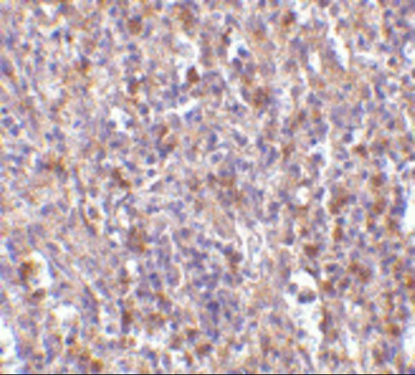 a00909 1 orai1 primary antibodies ihc testing 4