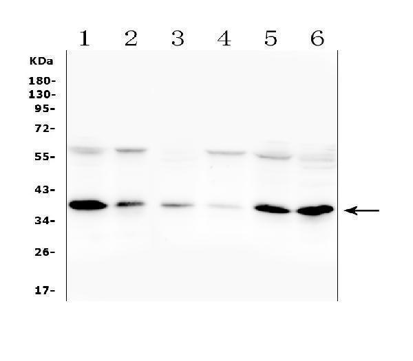 a00909 orai1 primary antibodies wb testing 1