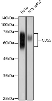 Western blot analysis of extracts of various cell lines, using CD55 1 antibody  at 1:1000 dilution