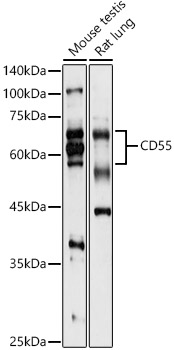 Western blot analysis of extracts of various cell lines, using CD55 1 antibody  at 1:1000 dilution