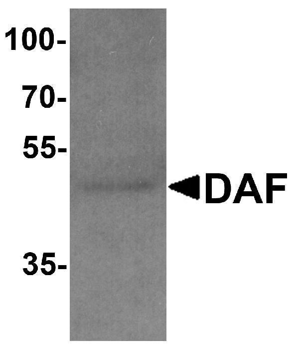 Western blot analysis of DAF in A549 cell lysate with DAF antibody at 1 μg/ml