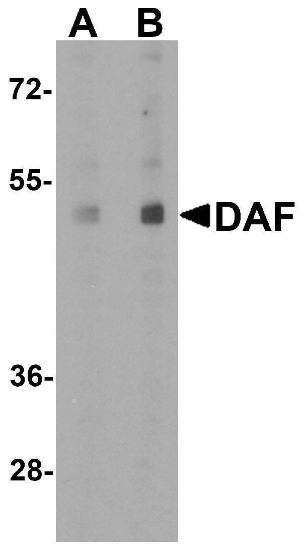 a00910 cd55 primary antibodies wb testing 4