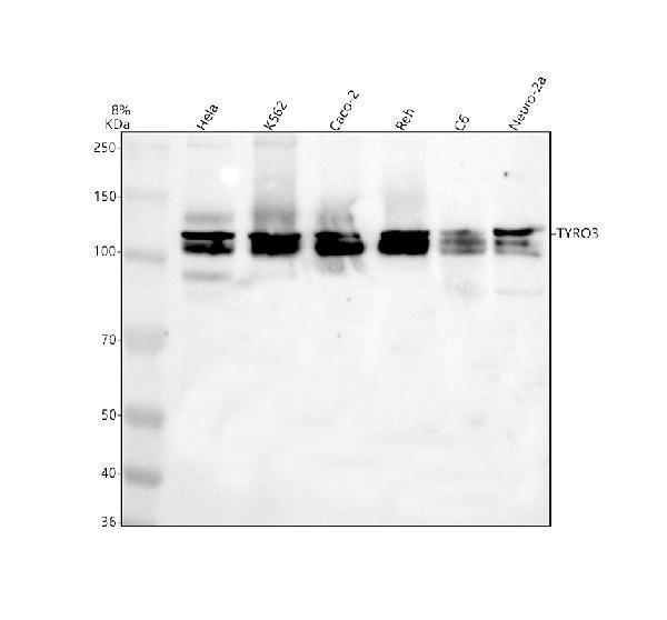 Western blot analysis of TYRO3 using anti-TYRO3 antibody (A00913-2)