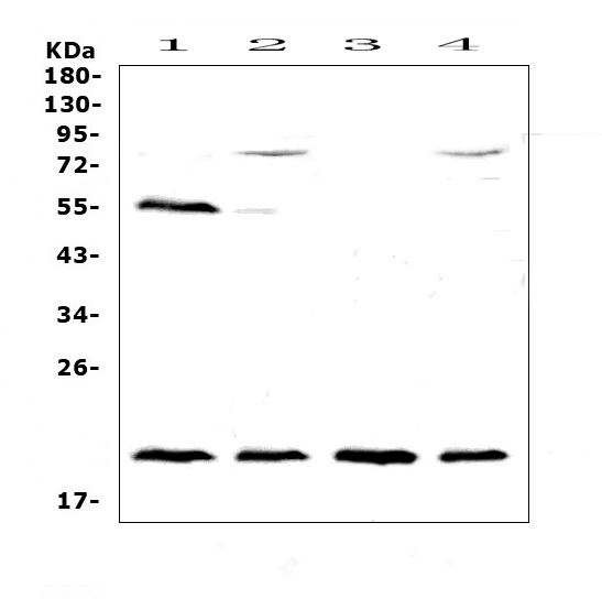 a00914 cd59 primary antibodies wb testing 1