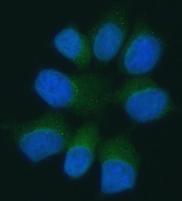 a00915 2 panx1 primary antibodies if testing 2