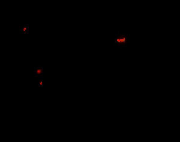 a00915 panx1 primary antibodies if testing 2