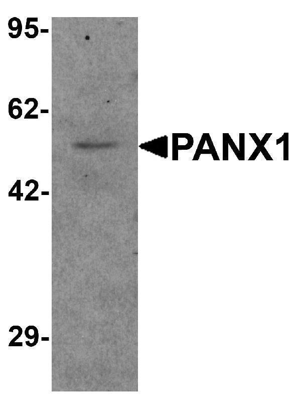a00915 panx1 primary antibodies wb testing 1