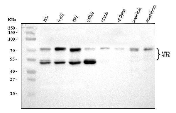 a00916 2 atf2 primary antibodies wb testing 1