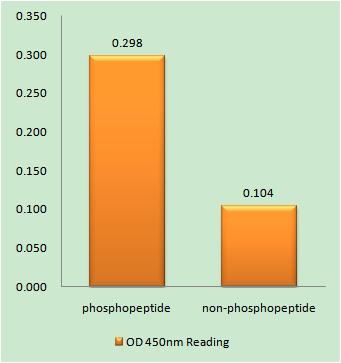 a00916s472 atf2 primary antibodies elisa testing 1