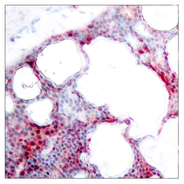 a00916s62 1 atf2 primary antibodies ihc testing 1