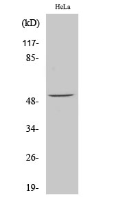 a00916s62 1 atf2 primary antibodies wb testing 2
