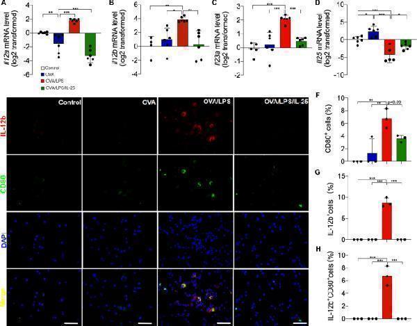 IL-25 inhibited the production of IL-12, IL-23 in amodel of of neutrophilia-dominant airway inflammation