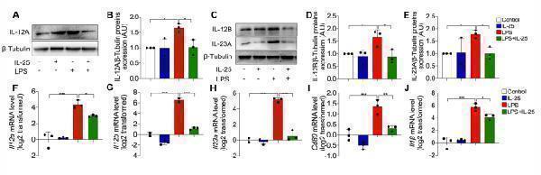 Exogenous IL-25 inhibited LPS-induced M1 polarization and the expression of IL-12 and IL-23 in mouse pulmonary cells