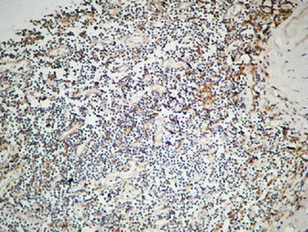 a00918 il12a primary antibodyes ihc testing 4