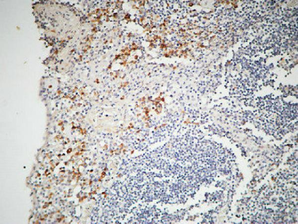 a00918 il12a primary antibodyes ihc testing 5