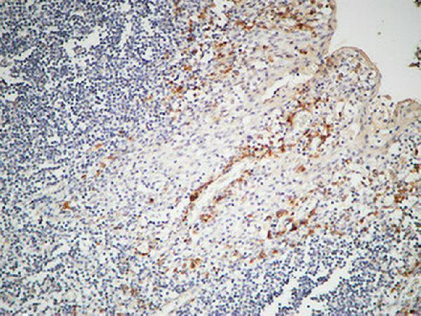 a00918 il12a primary antibodyes ihc testing 6