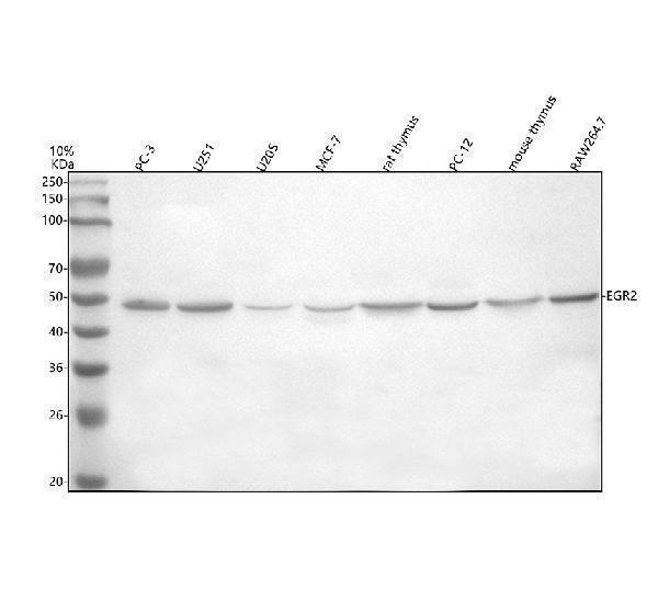 a00921 1 egr2 primary antibodies wb testing 1