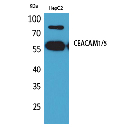 a00923 1 ceacam1 primary antibodies wb testing 2
