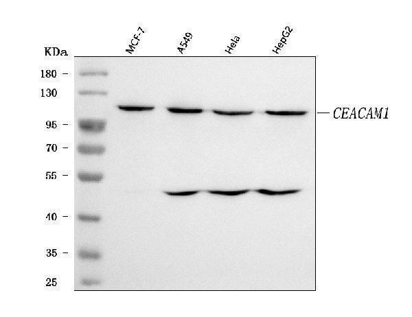 a00923 2 ceacam1 primary antibodies wb testing 1