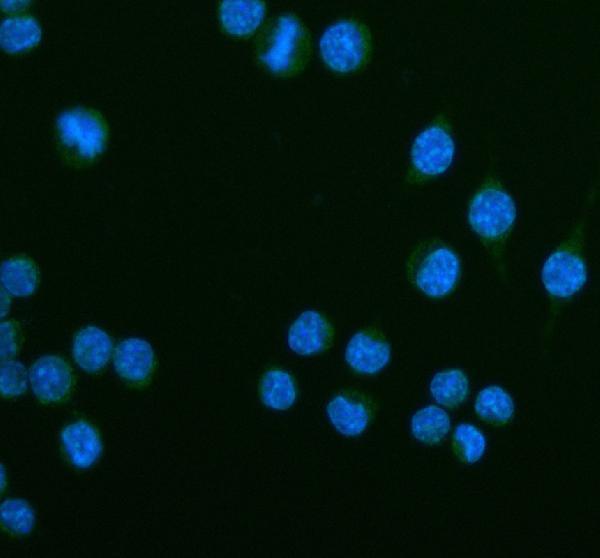  IF analysis of CEACAM1 using anti-CEACAM1 antibody (A00923-3)