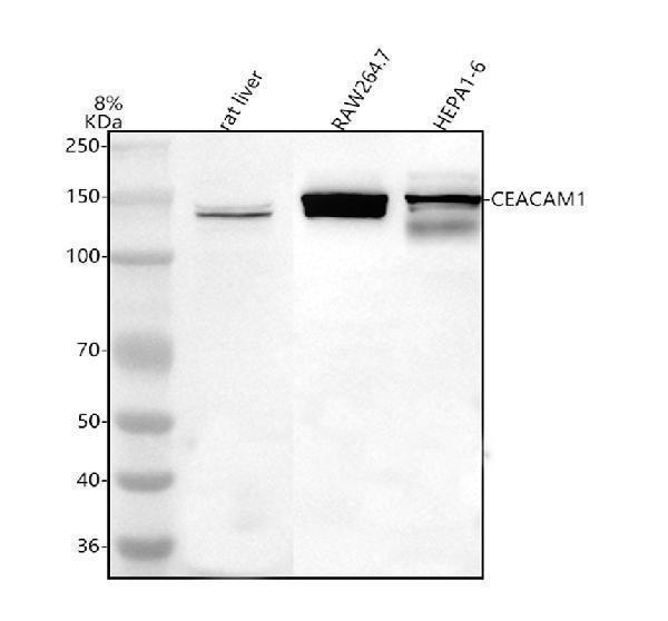  Western blot analysis of CEACAM1 using anti-CEACAM1 antibody (A00923-3)