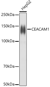 a00923 ceacam1 primary antiboties wb testing 1