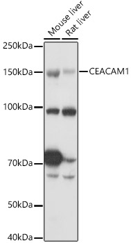 a00923 ceacam1 primary antiboties wb testing 2