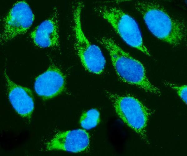 a00924 2 hccs primary antibodies if testing 8