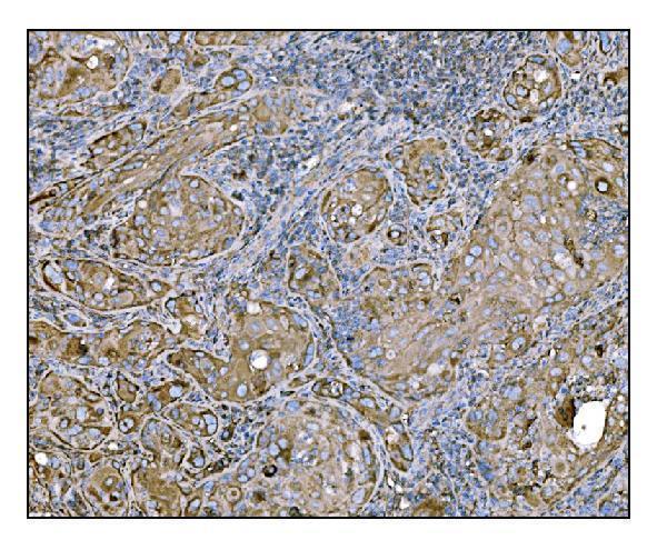 a00924 2 hccs primary antibodies ihc testing 2
