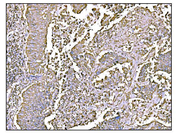 a00924 2 hccs primary antibodies ihc testing 4