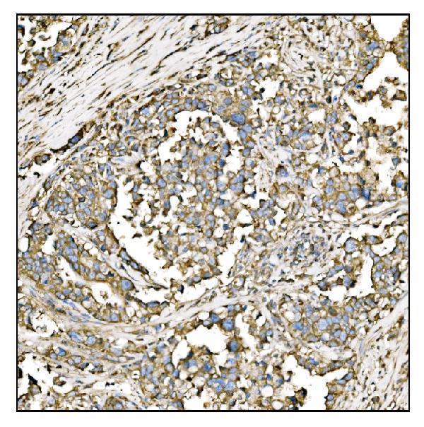 a00924 2 hccs primary antibodies ihc testing 5