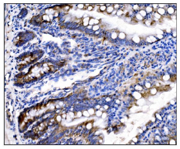 a00924 2 hccs primary antibodies ihc testing 7