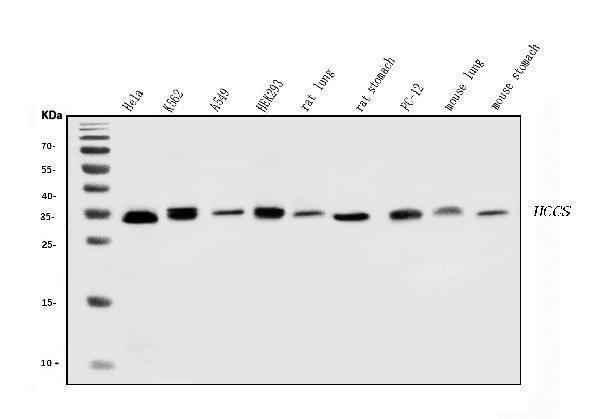 a00924 2 hccs primary antibodies wb testing 1
