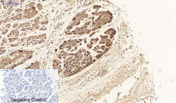 a00925 1 faslg primary antibodyes ihc testing 4