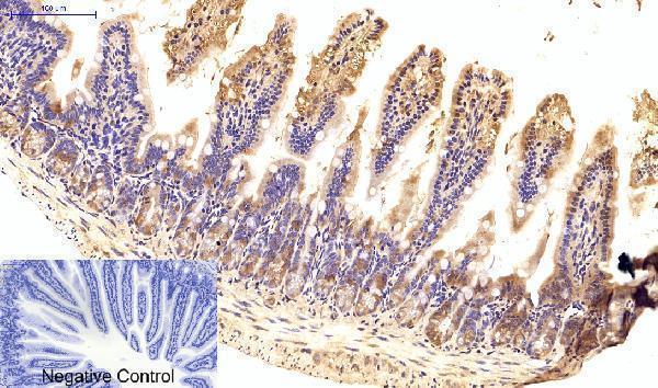 a00925 1 faslg primary antibodyes ihc testing 5