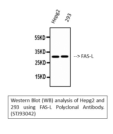 Western blotting validation for Anti-FAS-L FASLG Antibody A00925-1
Western blot (WB) analysis of FAS-L polyclonal antibody