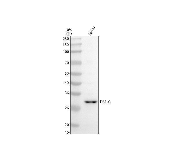  Western blot analysis of FASL/FASLG using anti-FASL/FASLG antibody (A00925-2)