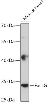 Western blot analysis of FasLG antibody