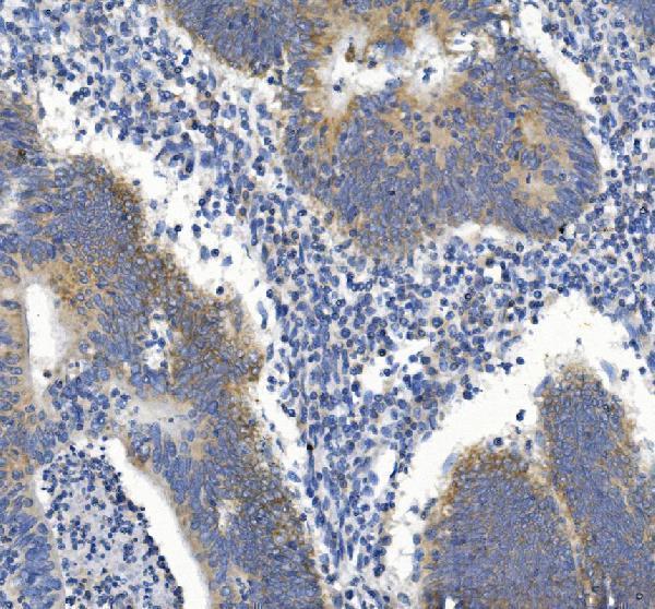 a00926 2 mstn primary antibodies ihc testing 2