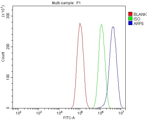  Flow Cytometry analysis of PC-3 cells using anti-ARF6 antibody (A00927-2)