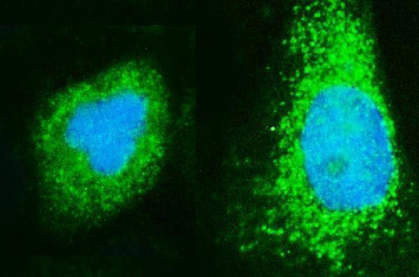 a00927 2 arf6 primary antibodies if testing 4