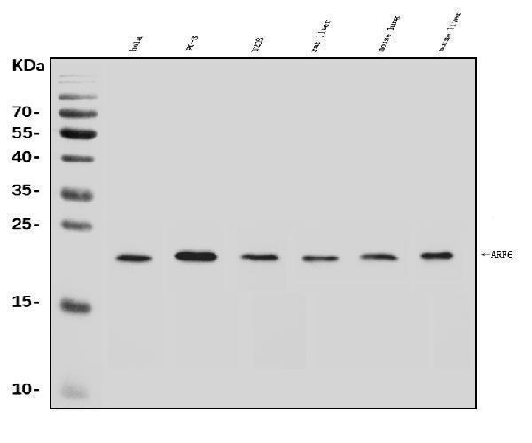  Western blot analysis of ARF6 using anti-ARF6 antibody (A00927-2)