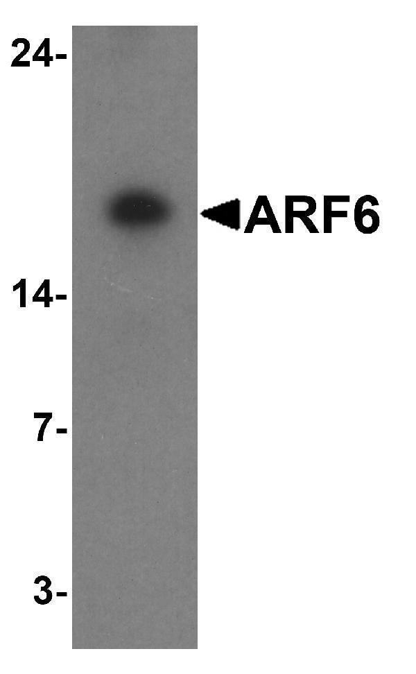 Western blot analysis of ARF6 in rat liver tissue lysate with ARF6 antibody at 1 μg/ml