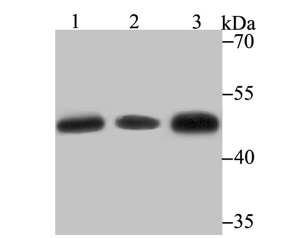 a00928 1 gss primary antiboties wb testing 1