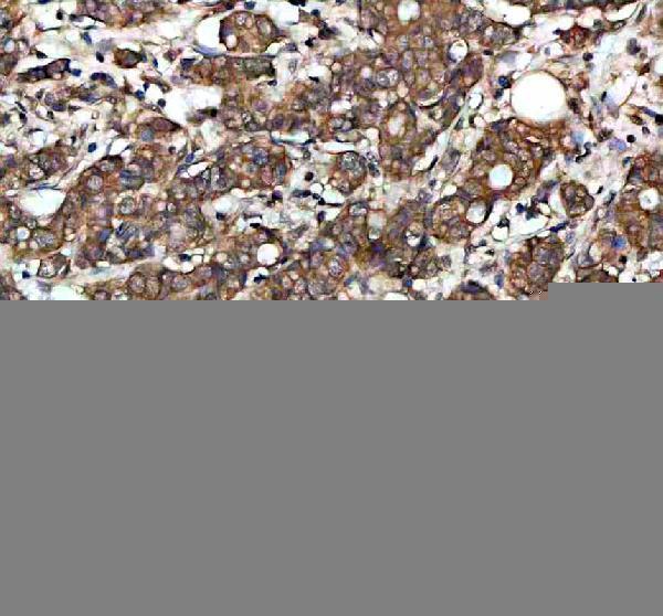 IHC analysis of GSS using anti-GSS antibody (A00928-3)