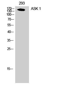Western Blot analysis of 293 cells using ASK 1 Polyclonal Antibody