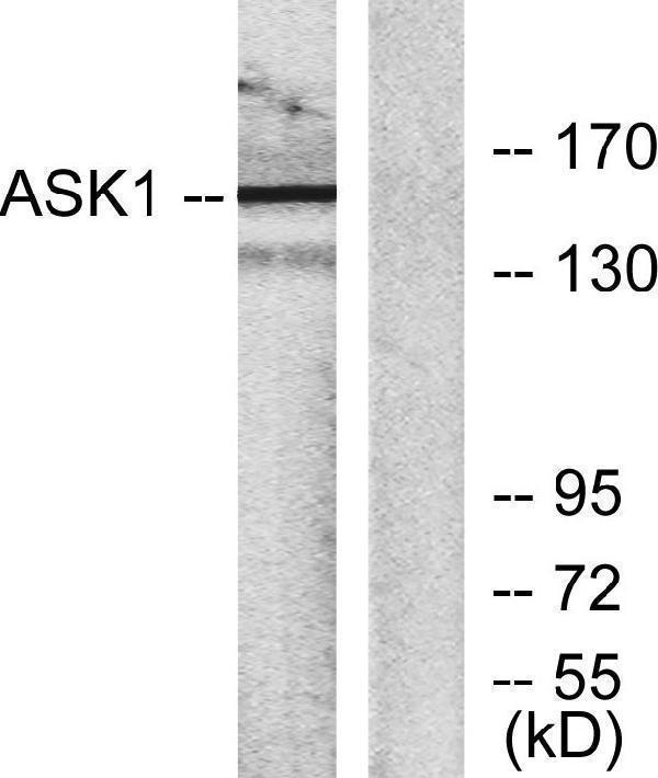 Western blot analysis of lysates from RAW264